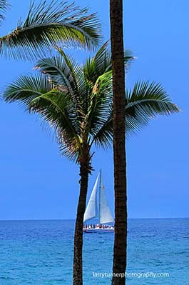 Hawaii Big Island palm trees