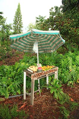 Hawaii Big Island fruit stand