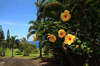Hawaii Big Island flowers