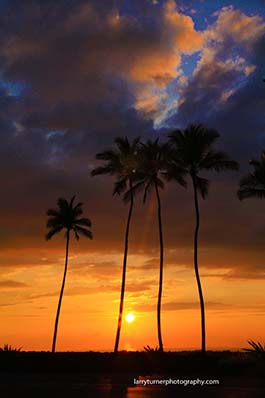 Hawaii Big Island palm tree sunset