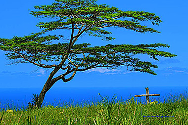 Hawaii Big Island tree