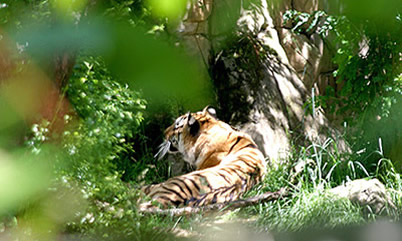 Oregon Zoo Amur tiger