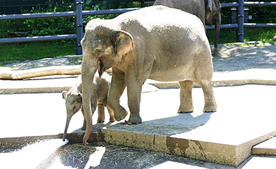 Oregon Zoo elephants