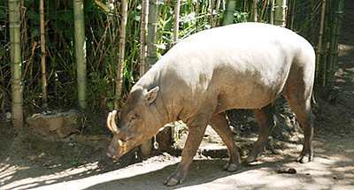Oregon Zoo Babirusa pig