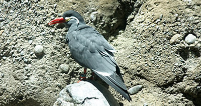 Oregon Zoo Inca tern