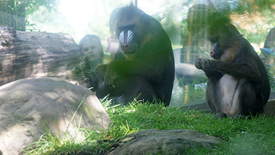 Oregon Zoo Mandrills