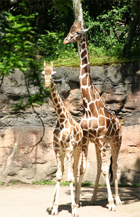 Oregon Zoo reticulated giraffes