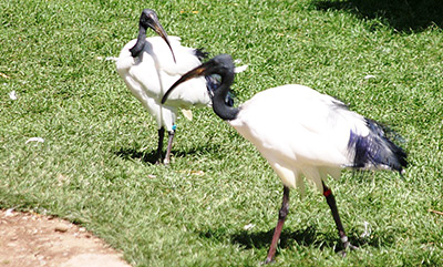 Oregon Zoo sacred ibis