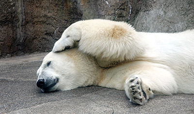 Oregon Zoo polar bear