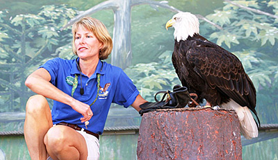 Oregon Zoo bald eagle