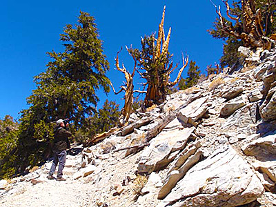 Ancient Bristlecone Pine National Scenic Byway