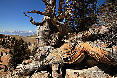 Ancient Bristlecone Pine National Scenic Byway