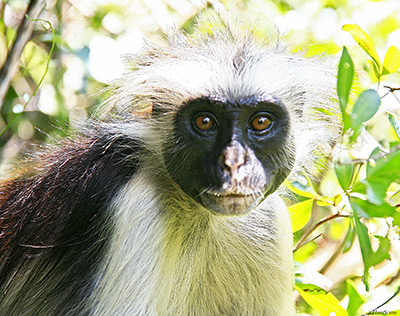 Zanzibar, Red colubus monkey