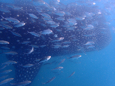 Whale shark surrounded by remora