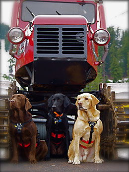 Mt. Bachelor avalanche dogs