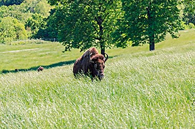 Bison at Dogwood Canyon Park
