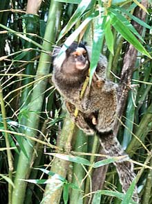 Rio de Janeiro Botanical Garden monkey