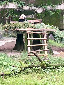 Panda Mang Zei chows down