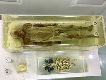 Jingzhou Museum corpse