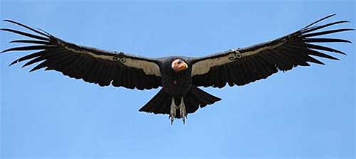 Condor soaring