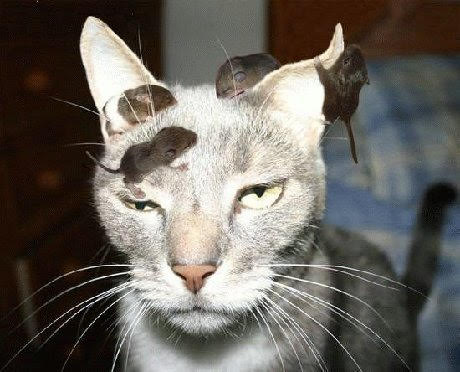Cat with mice on head