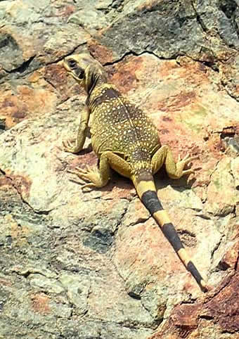 Death Valley lizard