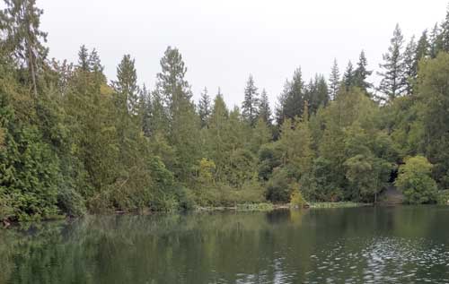 Sasquatch underwater garden on Toad Lake Washington