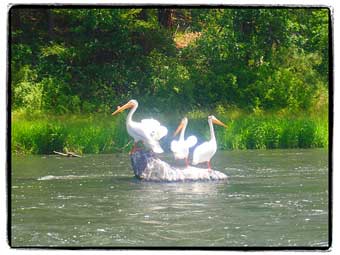White pelicans on the Upper Klamath River