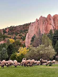 Rams peacefully graze on the grounds of the Glen Eyrie Conference Center.