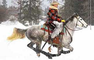 Skijoring horse