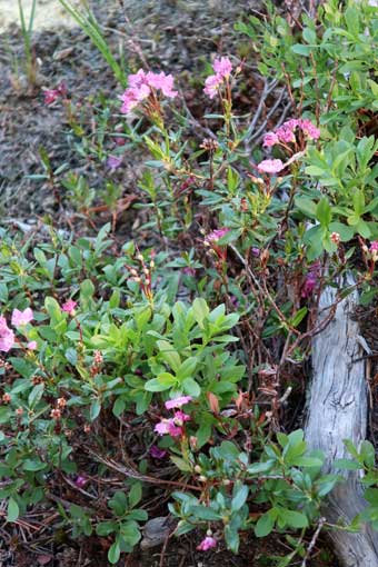 Flowers along the North Umpqua Trail