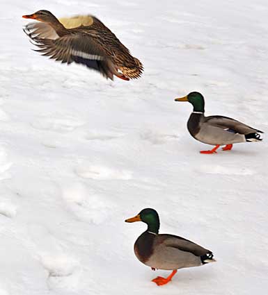 Three ducks on snow