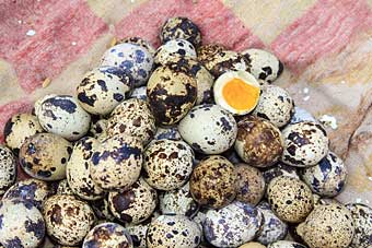 Cambodian quail eggs