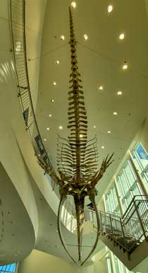 Bowhead whale skeleton at the U of Alaska Museum of the North