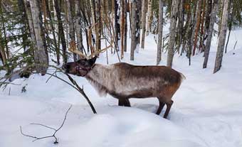Reindeer nibbles moss near Fairbanks