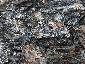 Bristlecone bark