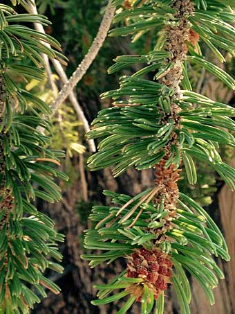 Bristlecone tree pine cone