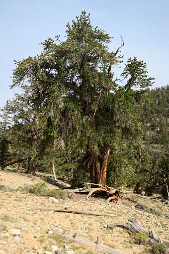 Bristlecone tree
