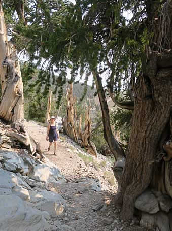 Bristlecone tree hiker
