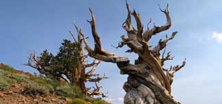 Bristlecone pine trunk