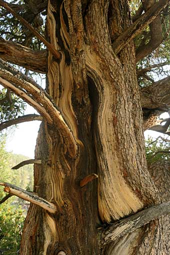 Bristlecone pine tree trunk