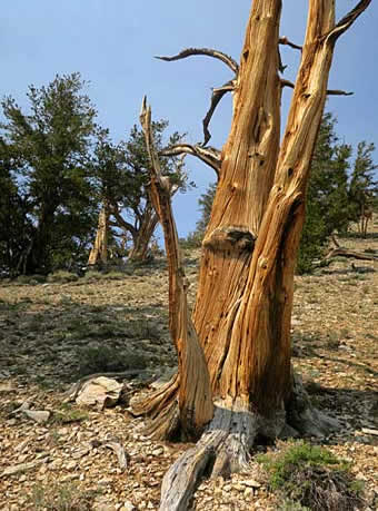 Bristlecone pine tree trunk