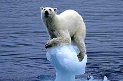 Polar bear on small ice