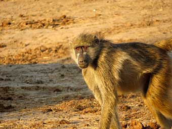 Botswana, Chobe National Park, baboon