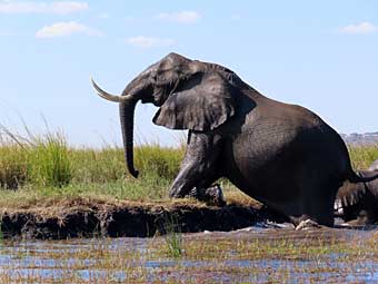 Botswana, Chobe National Park, elephant