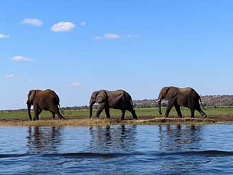 Botswana, Chobe National Park, elephants on river bank