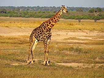 Botswana, Chobe National Park, giraffe