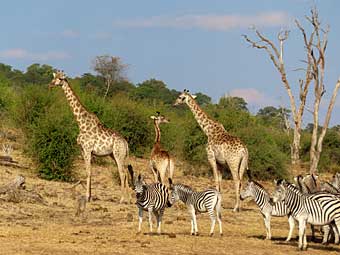 Botswana, Chobe National Park, giraffes and zebras
