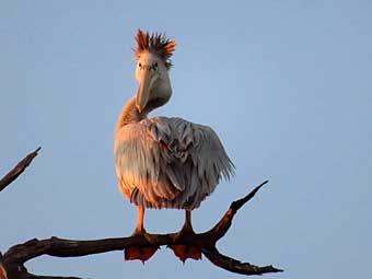 Chobe National Park, Botswana, pelican punk