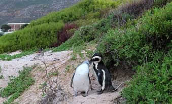 Capetown penguin love